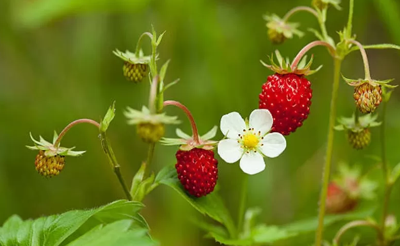 Aroma Compounds from Agro-Food Residues